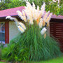 Cortaderia selloana